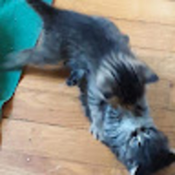 Meet your Posher, Parmesan - Picture 1 of 1